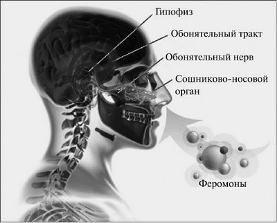 челюстной